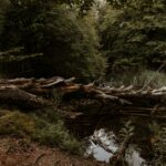 Bones in the Ravine: Justice for Tony Bledsoe